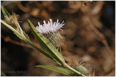 Tricholepis amplexicaulis